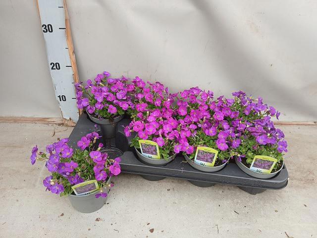 <h4>AUBR CASCADE PURPLE</h4>