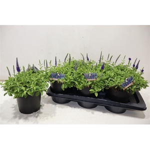 Vero Sp Annivers Bl