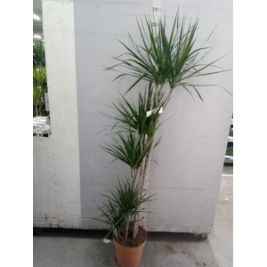 Dracaena marg.