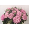 Hydrangea mag revolution pink