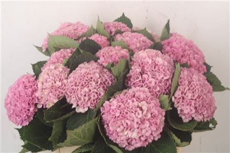 Hydrangea mag revolution pink