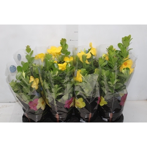 DIPLADENIA GOLDEN P14 PREMIUM