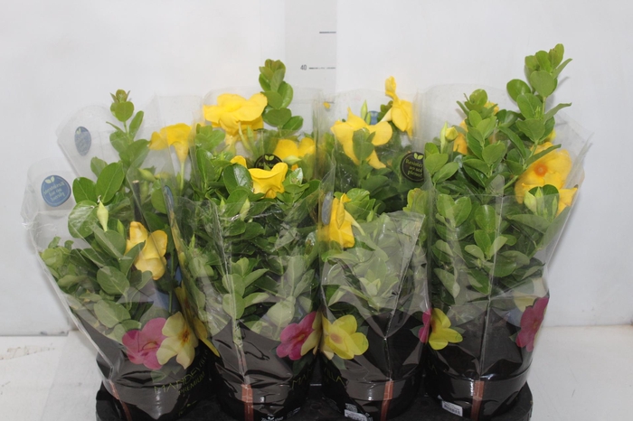 <h4>DIPLADENIA GOLDEN P14 PREMIUM</h4>