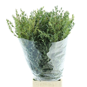 EUC PARVIFOLIA P BS