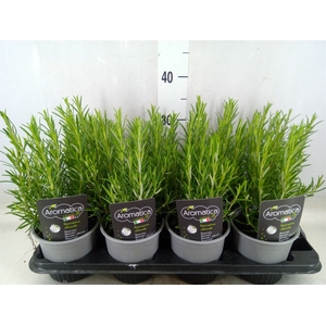 Rosmarinus officinalis   ...
