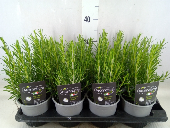 <h4>Rosmarinus officinalis   ...</h4>