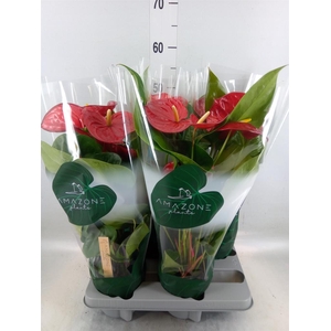 Anthurium andr. 'Nevada'