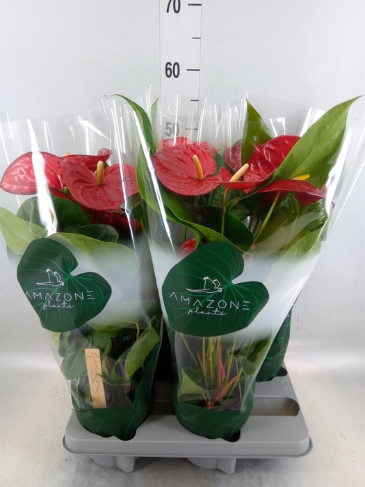 <h4>Anthurium andr. 'Nevada'</h4>