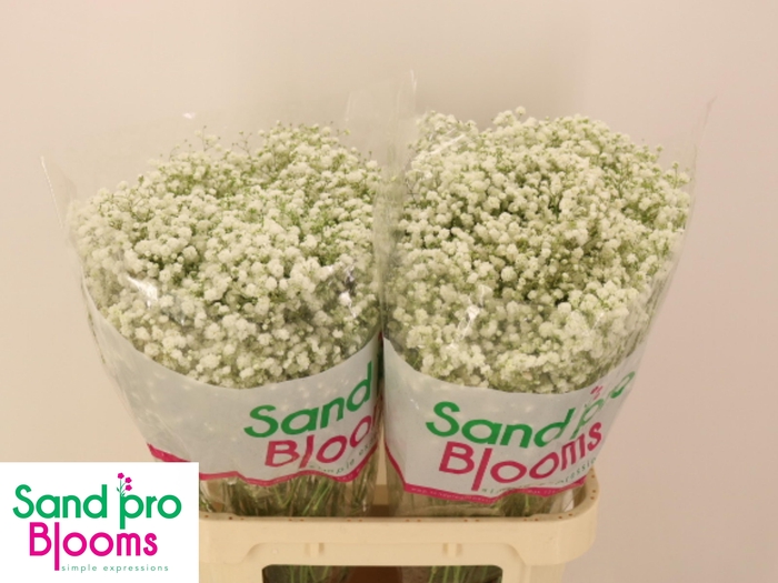 <h4>GYPS PA XLENCE</h4>