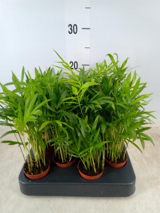 <h4>Chamaedorea elegans</h4>