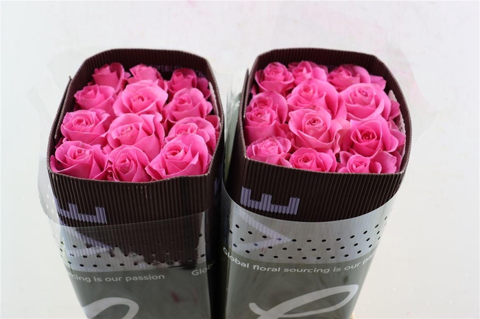 <h4>R Gr Pink Martini</h4>