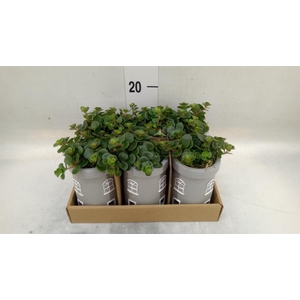 Arr. Kamerplant Groen L%