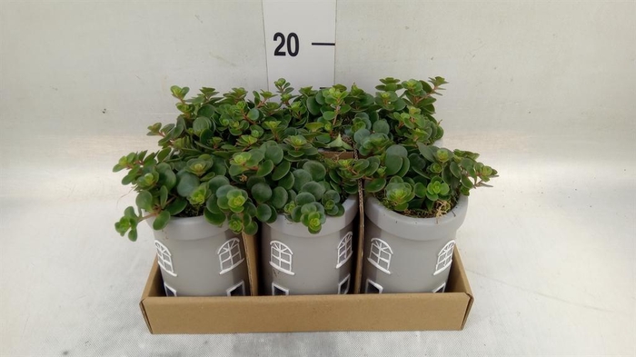 <h4>Arr.   Kamerplant Groen L%</h4>