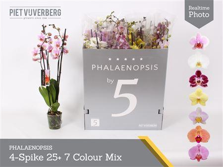 <h4>Phal Gem 7 Kl 4 Tak</h4>