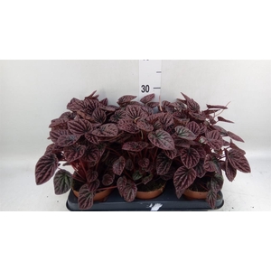 Peperomia caperata   ...