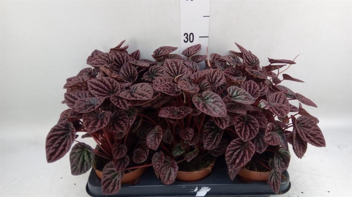 <h4>Peperomia caperata   ...</h4>