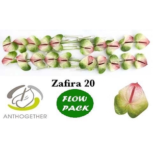 Anthurium Zafira