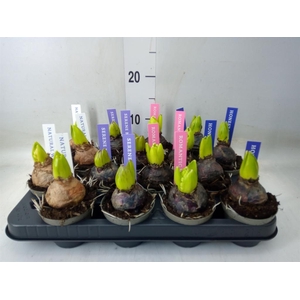 Hyacinthus orie.   ...mix