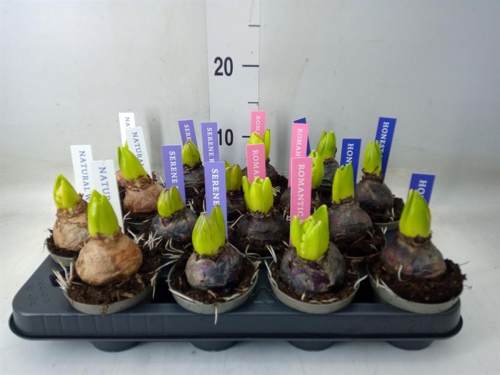 <h4>Hyacinthus orie. ...mix</h4>