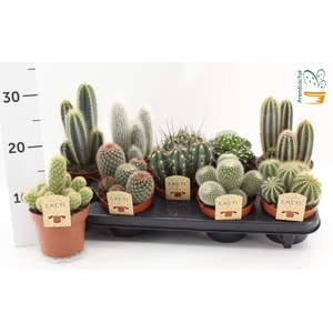 CACTUS GEM