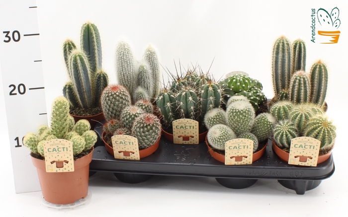 <h4>CACTUS GEM</h4>