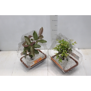 BONSAI FRUTA VASO PLASTICO 1.1L
