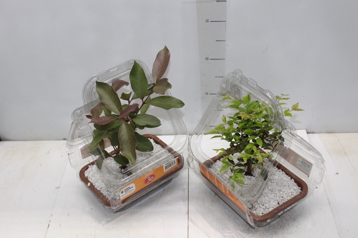 <h4>BONSAI FRUTA VASO PLASTICO 1.1L</h4>
