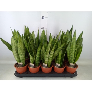 Sansevieria zeylanica