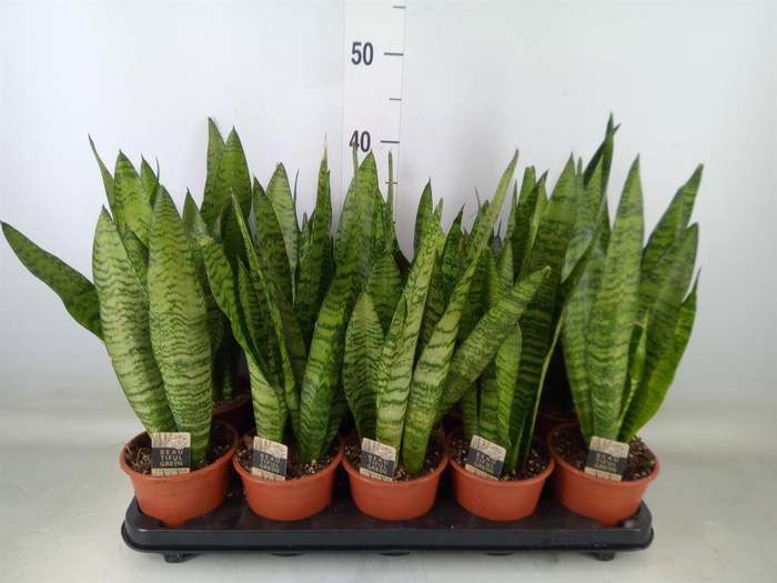 <h4>Sansevieria zeylanica</h4>