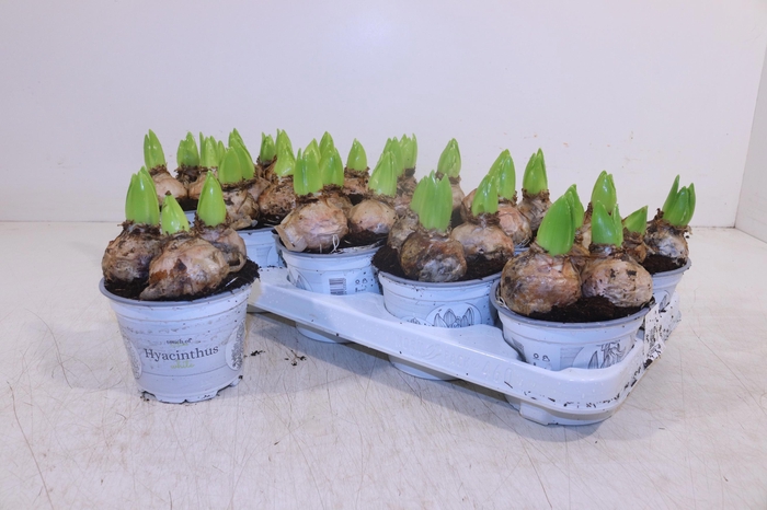 <h4>HYACIN WHITE PEARL</h4>