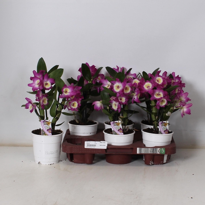 <h4>DEND NOBILE</h4>