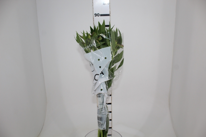 <h4>ALSTROEMERIA PLATINA 080 CM</h4>
