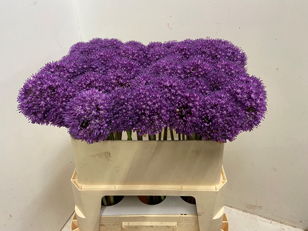 ALLIUM AMBASSADOR