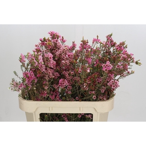 Chamelaucium Sarah's Delight