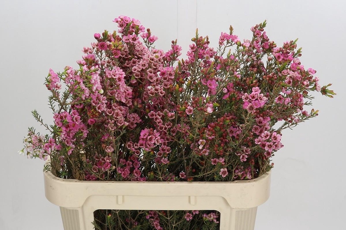 <h4>Chamelaucium Sarah's Delight</h4>