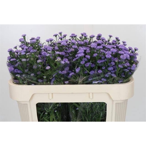 Aster baby blue
