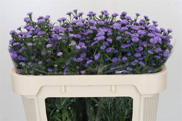 <h4>Aster baby blue</h4>