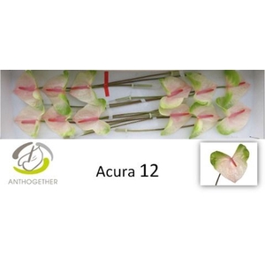 Anthurium andr. 'Acura'