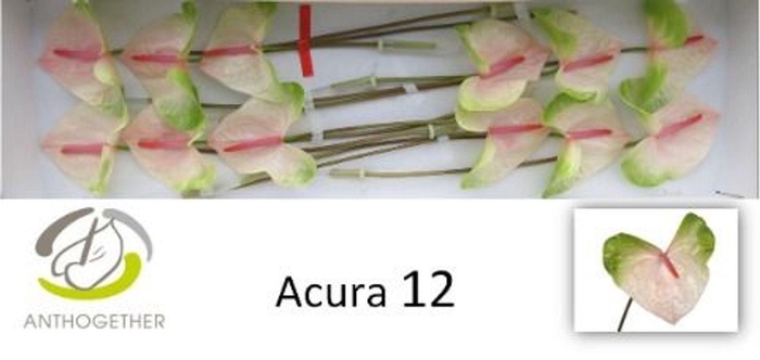 <h4>Anthurium andr. 'Acura'</h4>