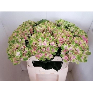 Hydrangea mag amethyst