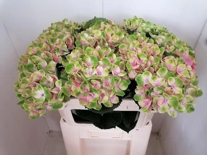 <h4>Hydrangea mag amethyst</h4>