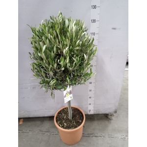Olea europaea