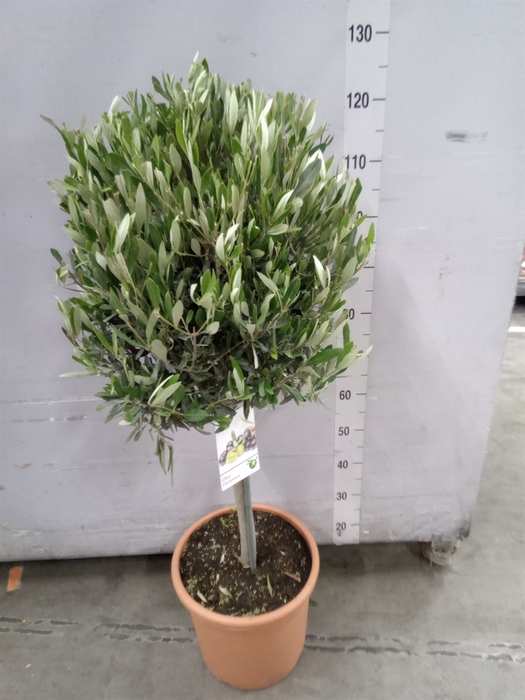 <h4>Olea europaea</h4>