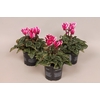 Cyclamen Super Serie Fuji Magenta