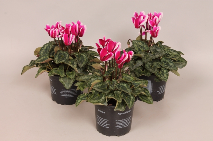 Cyclamen Super Serie Fuji Magenta