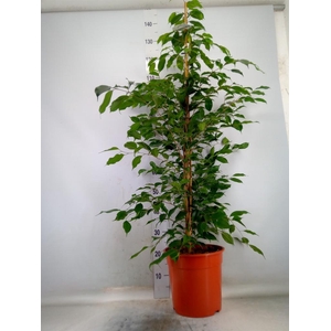 Ficus benja. 'Exotica'