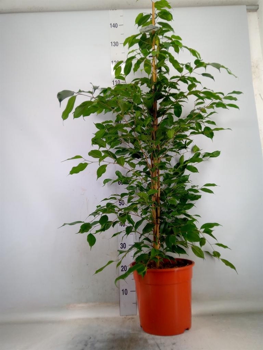 <h4>Ficus benja. 'Exotica'</h4>