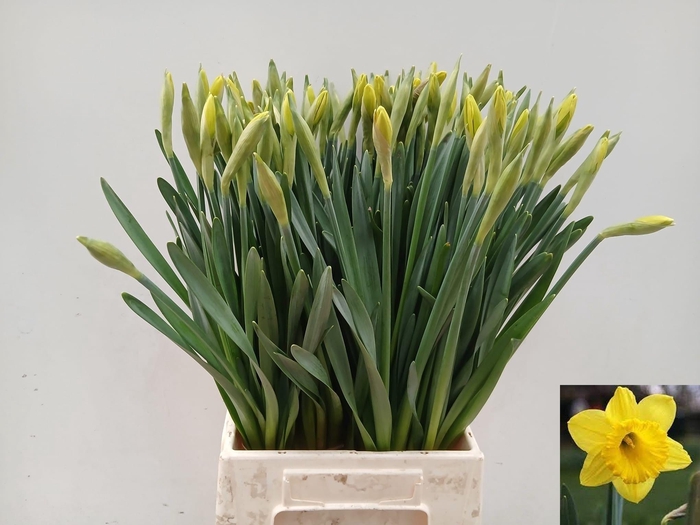 <h4>NARC G CARLTON</h4>