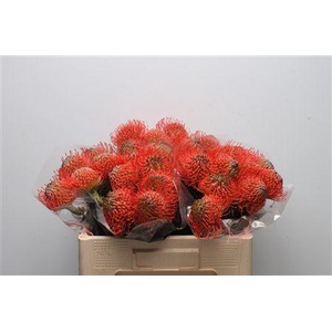 Leuco Ayoba Pink Guava