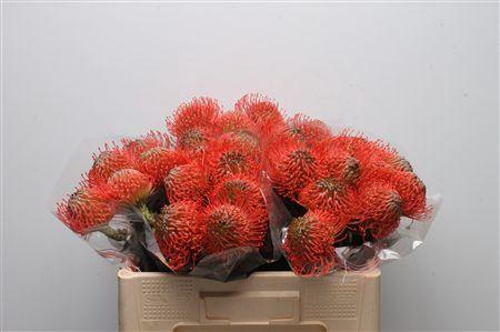 <h4>Leuco Ayoba Pink Guava</h4>